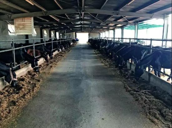 被阿胶和驴肉改变的养驴业:出路在哪?