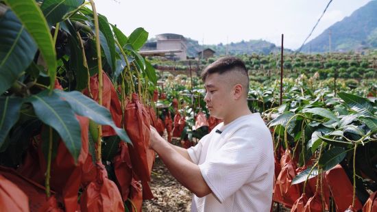 山高弯急的“窄路”不再卡脖子 拼多多“包邮入村”助力果农出上行“宽路”