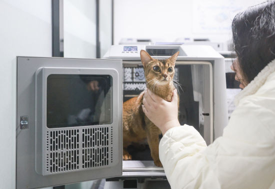 花8000元找猫，结果就在屋里？