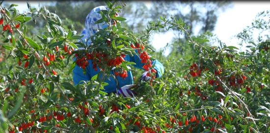 柴达木红枸杞产自青海省海西州诺木洪.(摄影 马波)