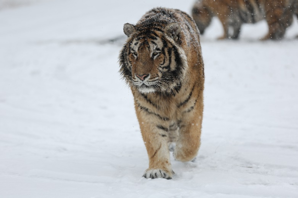 "二埋汰" 图/受访者提供虎园将继续提升服务几年前,虎园曾面临经费