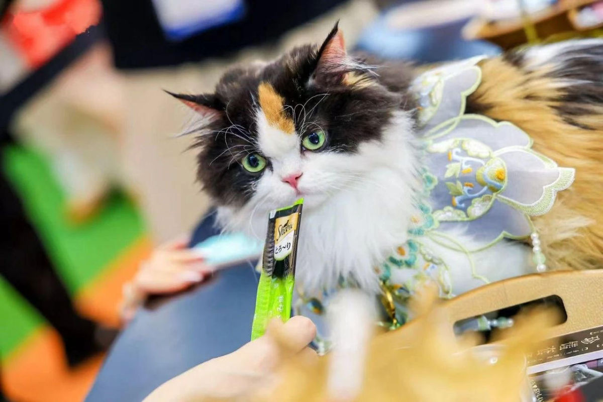 回应人宠新期待，“老将”玛氏有了新方案